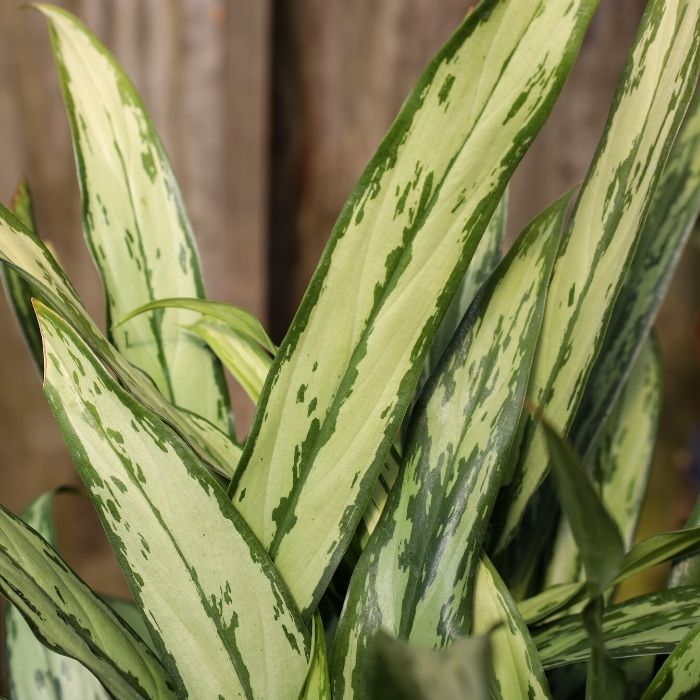 Aglaonema Cutlass is a low light house plant and produces spear shaped leaves