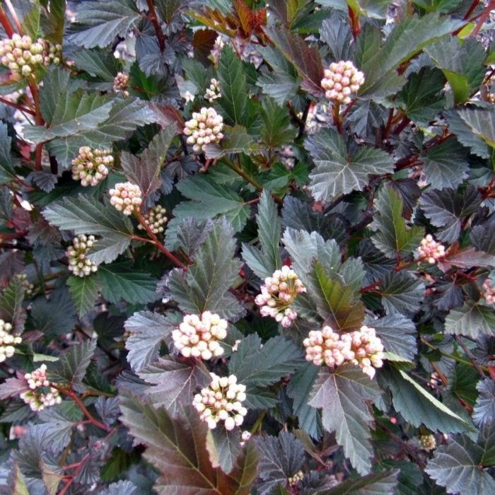 Diablo Ninebark with deep burgundy foliage growing as a bold deciduous shrub in a landscape bed