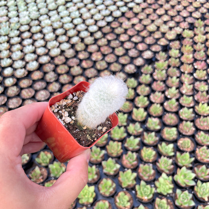 Espostoopsis Dybowskii