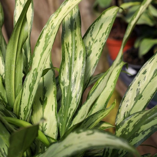 Cutlass Chinese Evergreen has grayish-green colored leaves and is a clean air plant