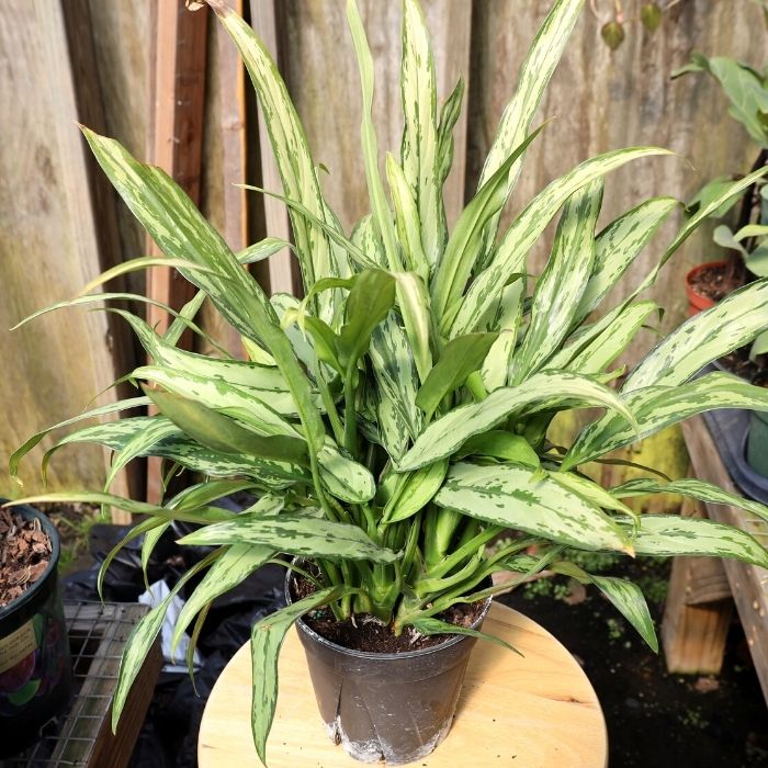 Cutlass Aglaonema is a perfect plant for end tables and desks