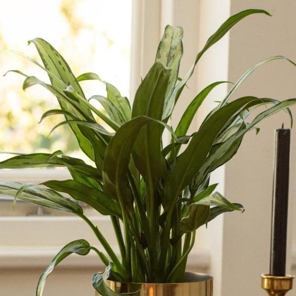 Aglaonema Cutlass thrives in low-light and bright indirect light
