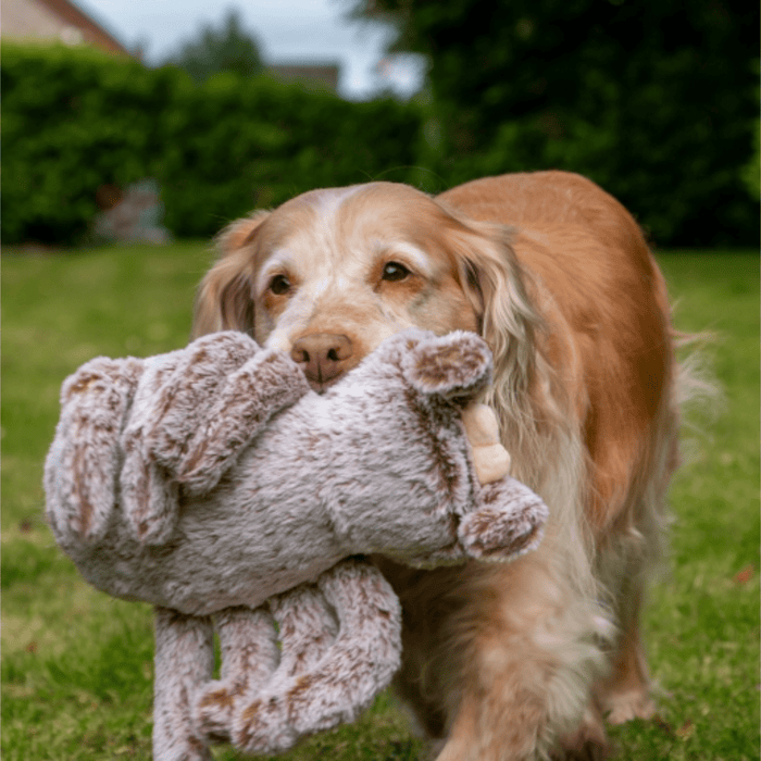 Golden Retriever type dog carrying a fluffy brown Sid the Spider dog toy in it's mouth in a garden.