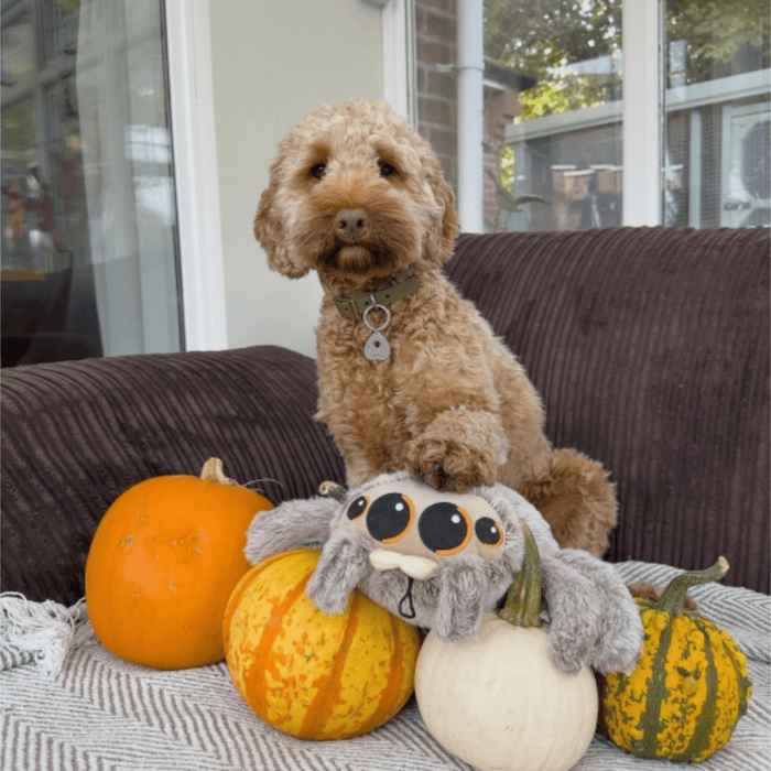 Cockerpoo type dog sat among pumpkins on a sofa with it's paw on a fluffy brown Sid the Spider dog toy.