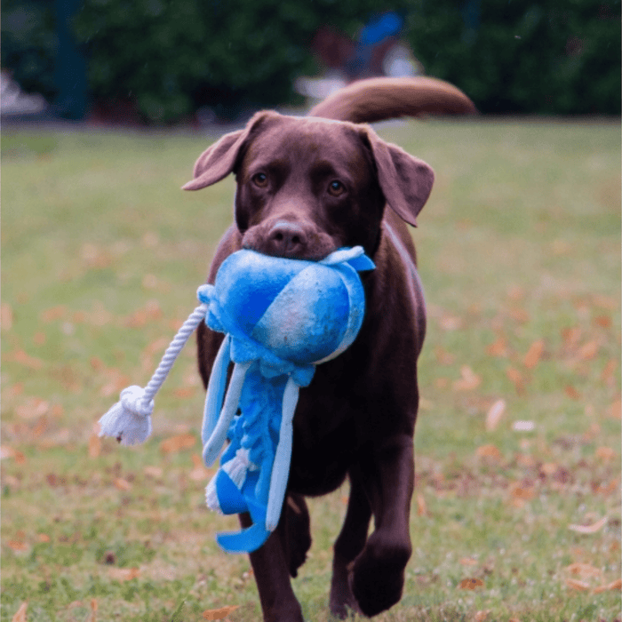 Chocolate Labrador carrying a blue and white Ancol Made From Jelly Fish dog toy, pictured outside on grass.