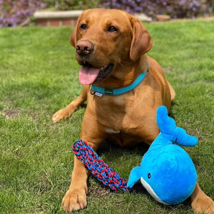 Red Labrador with a blue and white Ancol Made From Whale dog toy in-between it's paws in a garden setting.