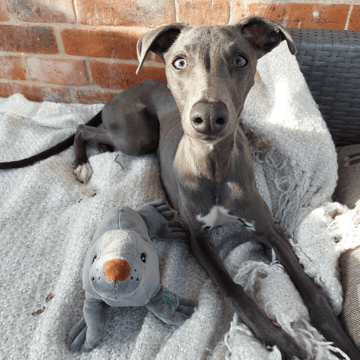 Young Italian Greyhound dog laying on a cream blanket on a bench with a grey Ancol Made From seal dog toy next to the dog.