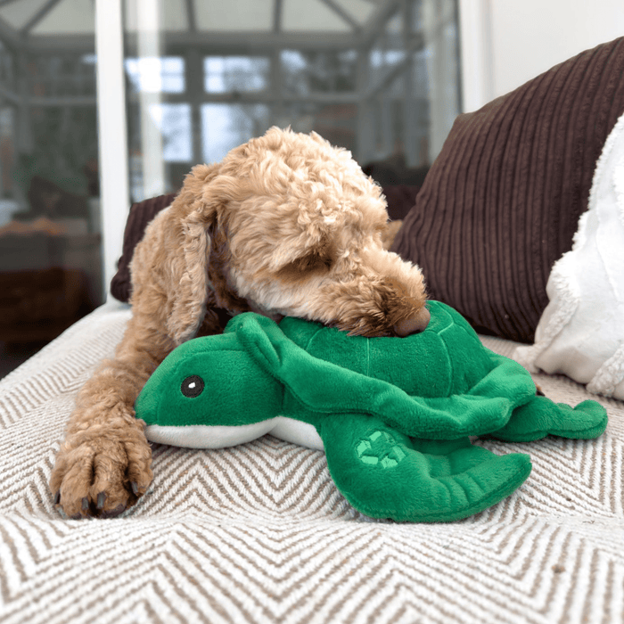 Poodle-cross type dog laying is head on a green Ancol Made From Turtle dog toy, pictured on a cream sofa, with brown cushions.