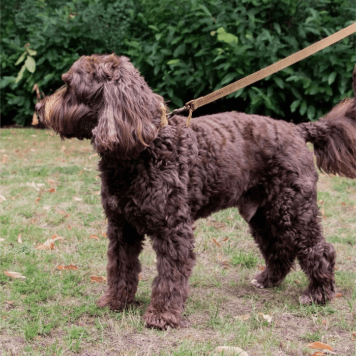 Brown spaniel-type dog wearing a collar with a brown leather Ancol Timberwolf lead attached.