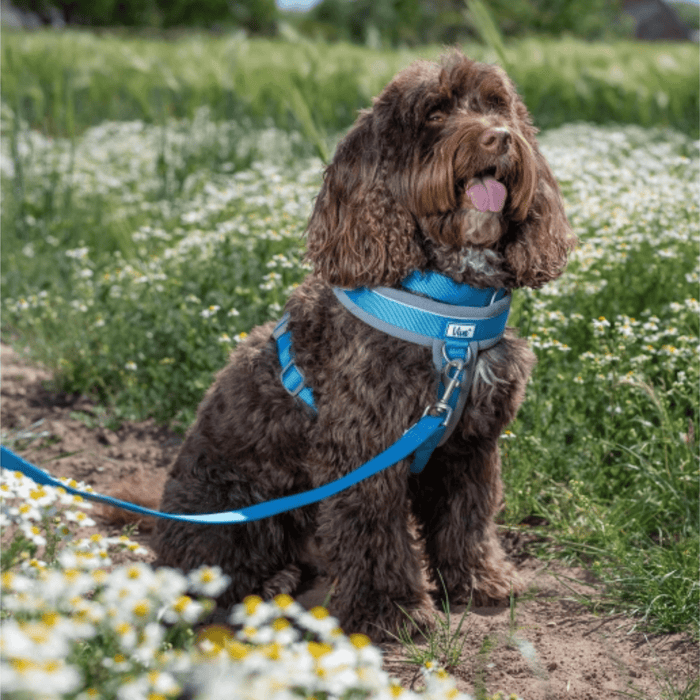 Brown poodle cross type dog wearing a black Ancol Harness and Padded lead, sat on a path in a field.