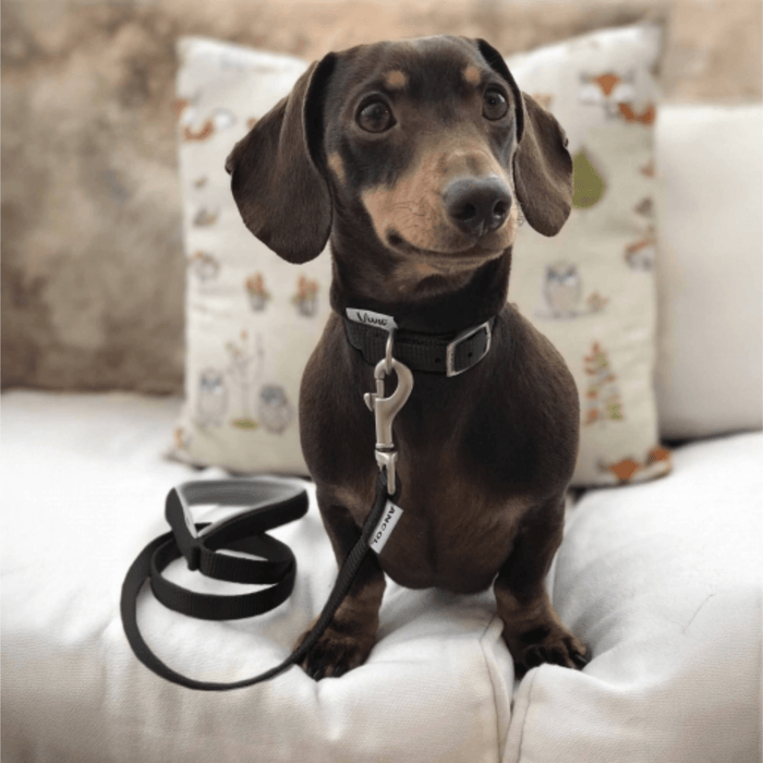 Brown Dachshund dog wearing a black Ancol Buckle dog collar and Padded lead, sat on a cream sofa.