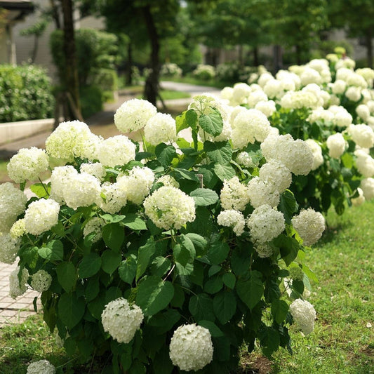 Annabelle smooth hydrangea habit, 3–5 ft mound with green foliage and sturdy stems holding large blooms through summer.