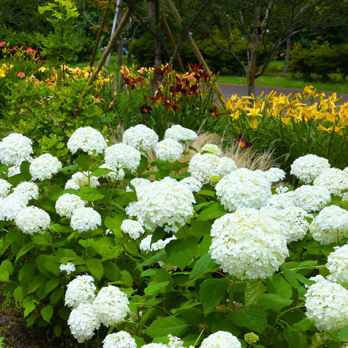Annabelle hydrangea in summer border, rounded shrub covered in giant white flower balls creating a bright, cloud-like display.
