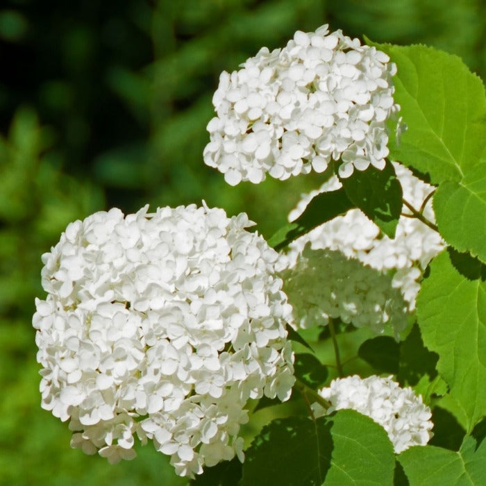 Close-up of Annabelle hydrangea bloom cluster, dense white florets forming a large round head with soft texture and depth.