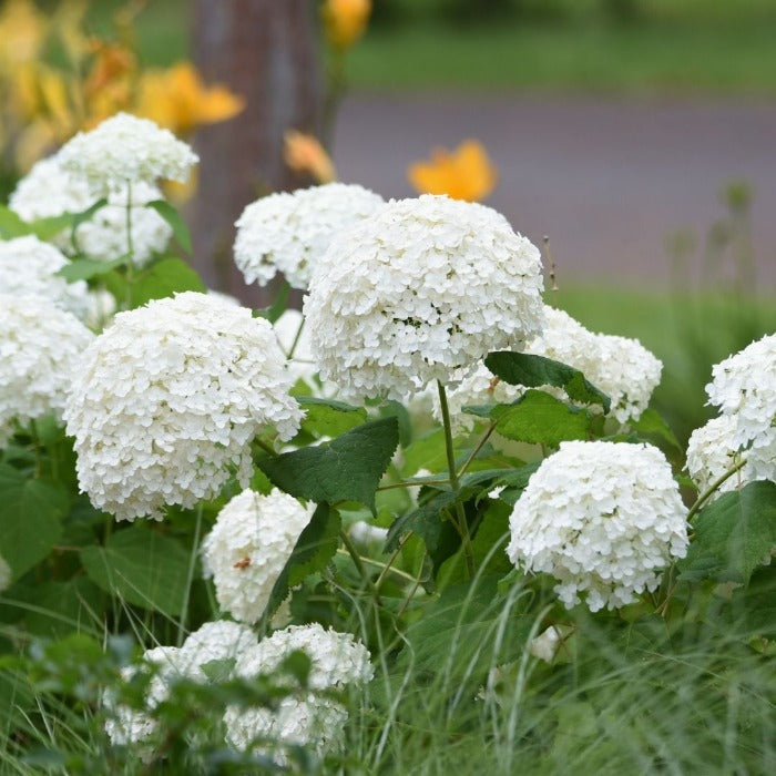 Annabelle hydrangea in a very large patio container, white blooms paired with companion plants for a lush summer focal point.