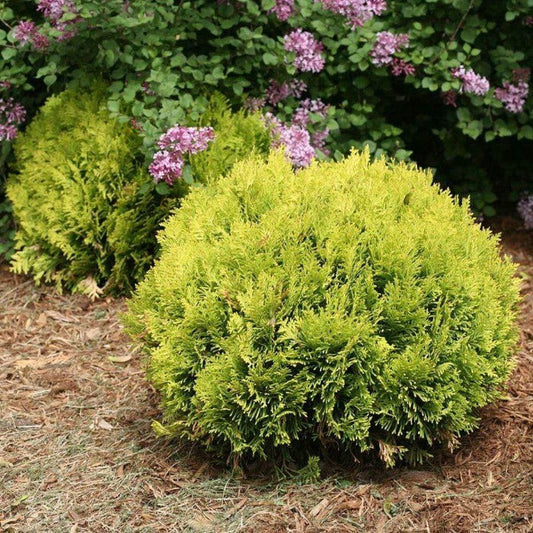 Anna's Magic Ball® Arborvitae growing in a sunny landscape bed, showing its compact globe form and bright golden evergreen foliage.