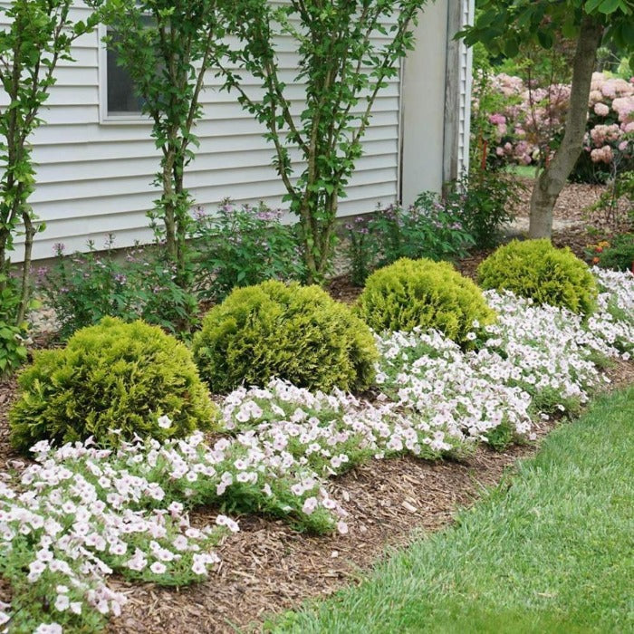 Rounded Anna's Magic Ball® Arborvitae displaying dense, mounded growth and vivid year-round color in a small garden setting.