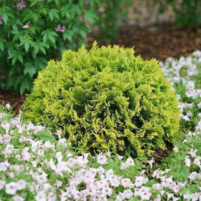 Close view of Anna's Magic Ball® Arborvitae foliage with soft golden-chartreuse tips and fine evergreen texture in bright light.