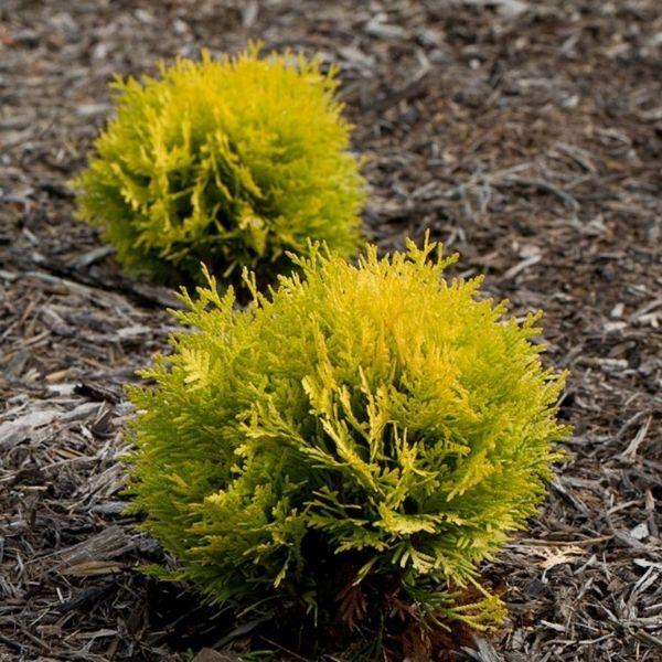 annas magic ball arborvitae shrubs