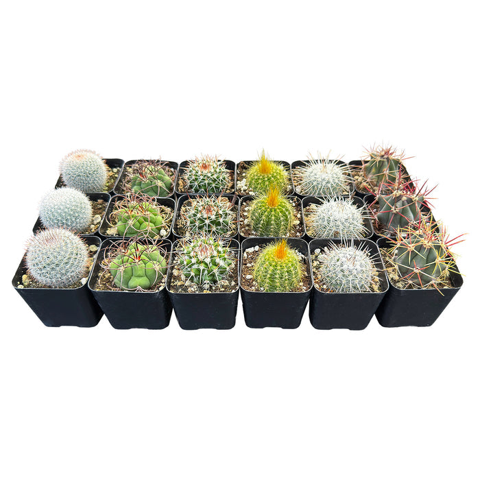 Assorted 2" Cactus Set