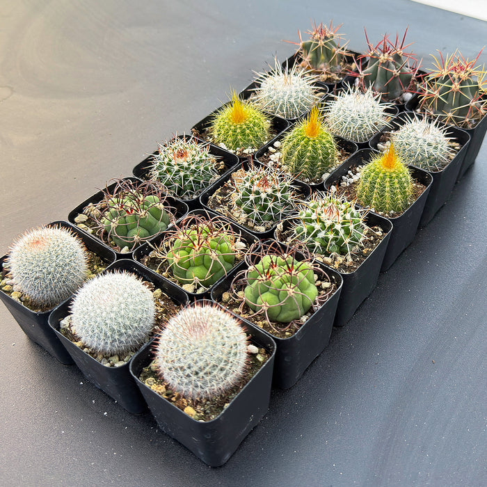 Assorted 2" Cactus Set