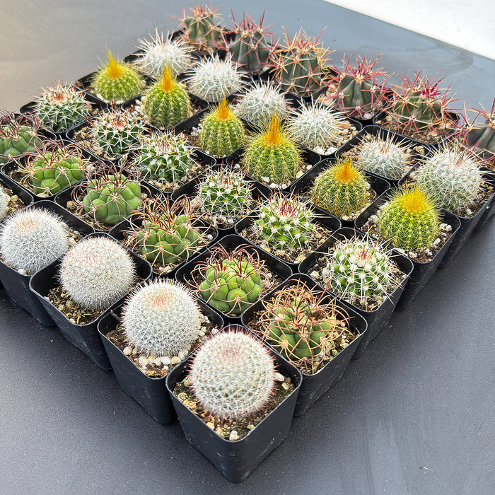 Assorted 2" Cactus Set