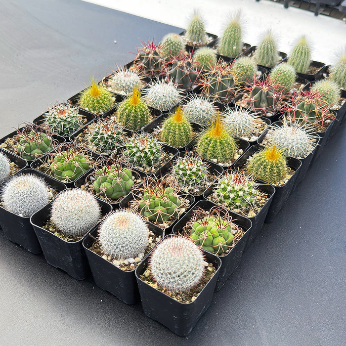 Assorted 2" Cactus Set