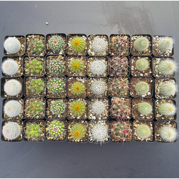 Assorted 2" Cactus Set