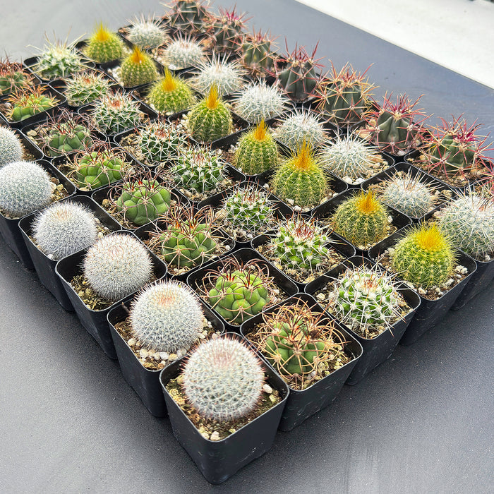 Assorted 2" Cactus Set