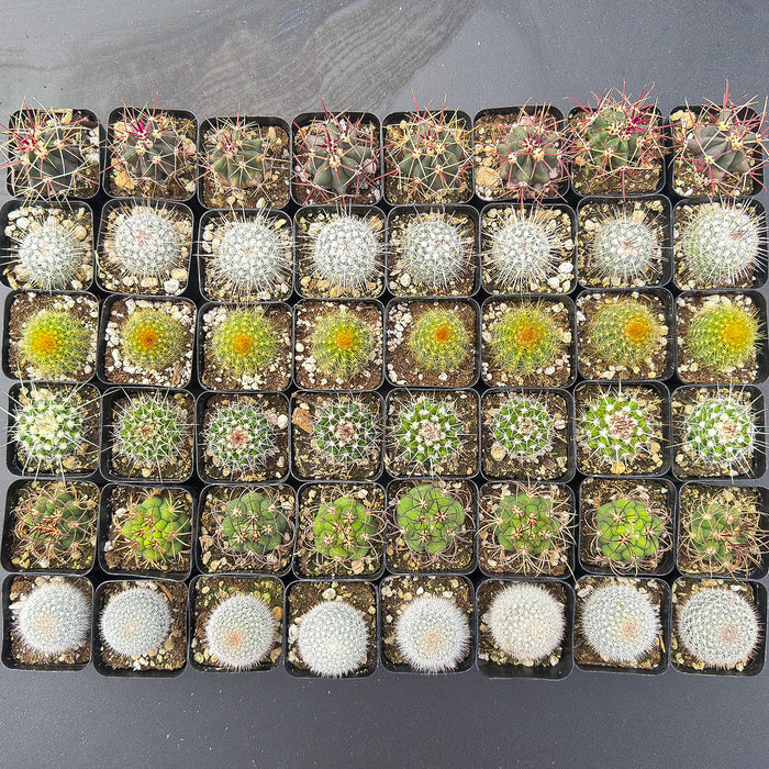 Assorted 2" Cactus Set