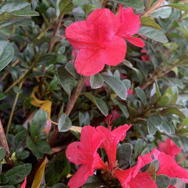 encore autumn ruby azalea blooms are small and delicate with deep pink hues