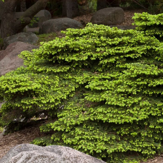Low growing Birds Nest Spruce in a mixed border planting