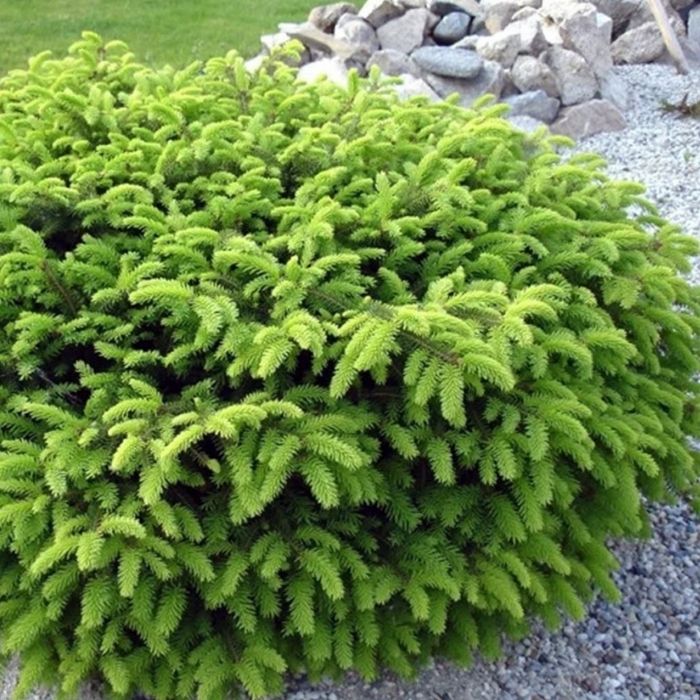Birds Nest Spruce planted in a foundation bed with compact evergreen texture