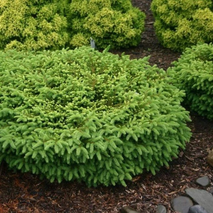 Birds Nest Spruce with dense green needles and a low mounded nest-like evergreen form