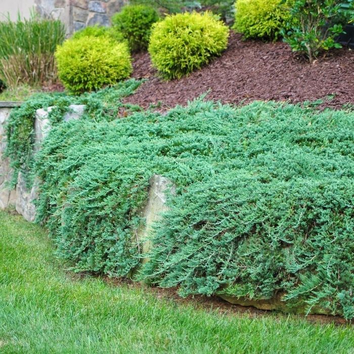 Blue Rug Juniper cascading over a retaining wall with trailing silver-blue foliage