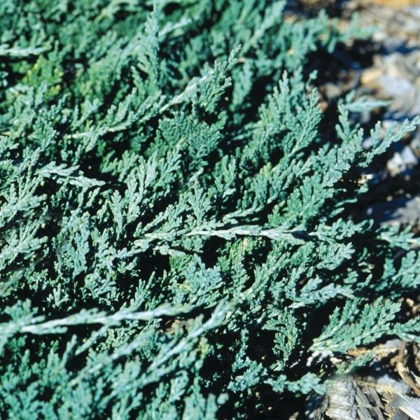 Close-up of Blue Rug Juniper silvery-blue evergreen foliage with a dense carpet-like habit