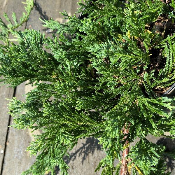 Low spreading Blue Rug Juniper used in a rock garden border