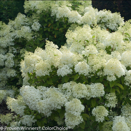 Bobo hydrangea in sunny border, compact shrub covered in large white panicle blooms that brighten beds from summer into fall.
