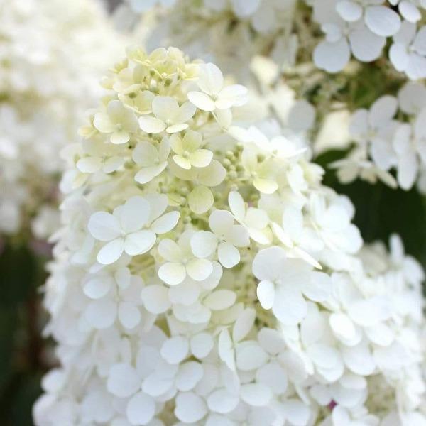 Close-up of Bobo panicle hydrangea bloom, dense white florets aging with a blush-pink tint and layered, fluffy texture.