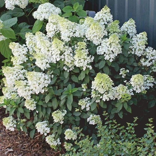 Bobo hydrangea habit, upright compact 3 ft shrub with dark green foliage and sturdy stems holding heavy bloom panicles.