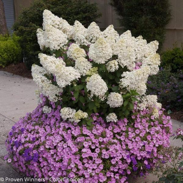 Bobo hydrangea in a large patio container, white-to-pink blooms adding long-season color near an entry or seating area.