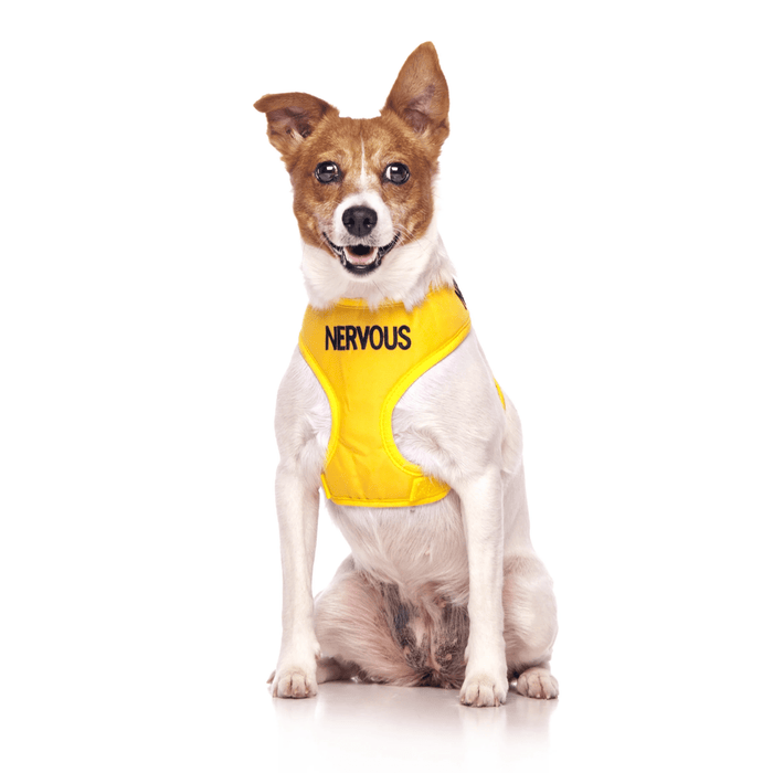 Jack Russell terrier wearing a Dexil yellow dog vest harness with 'Nervous' embroidered on the chest.