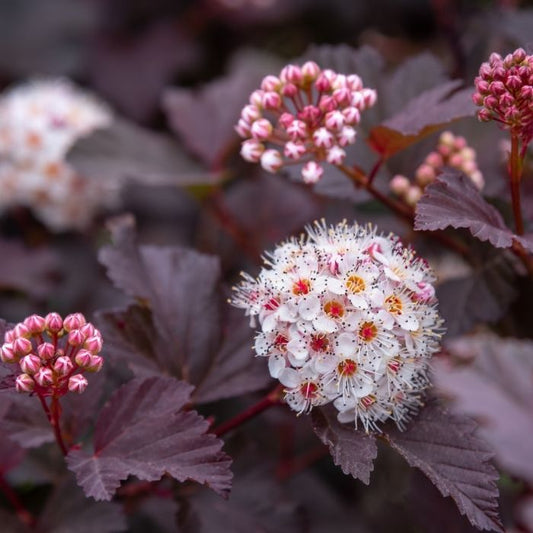 Diablo Ninebark blooming with pinkish-white flowers against dark purple foliage