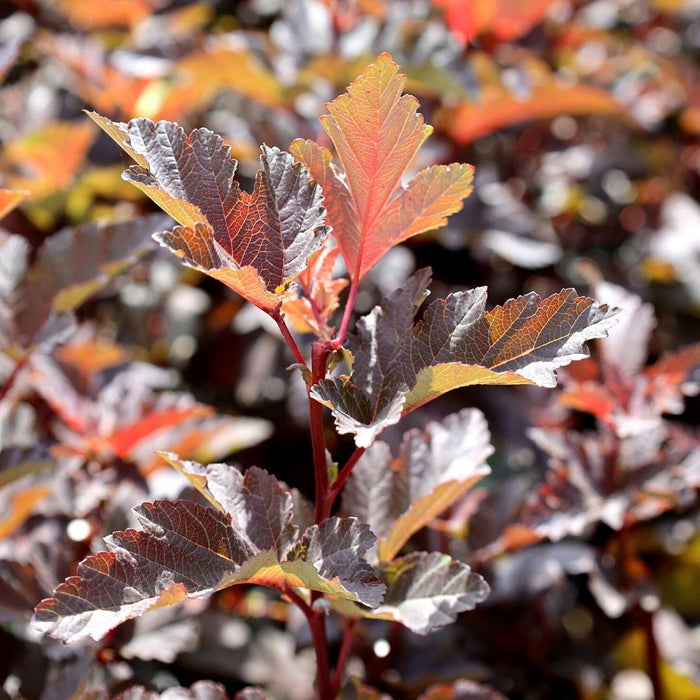 Close-up of Diablo Ninebark deep burgundy leaves in spring and summer