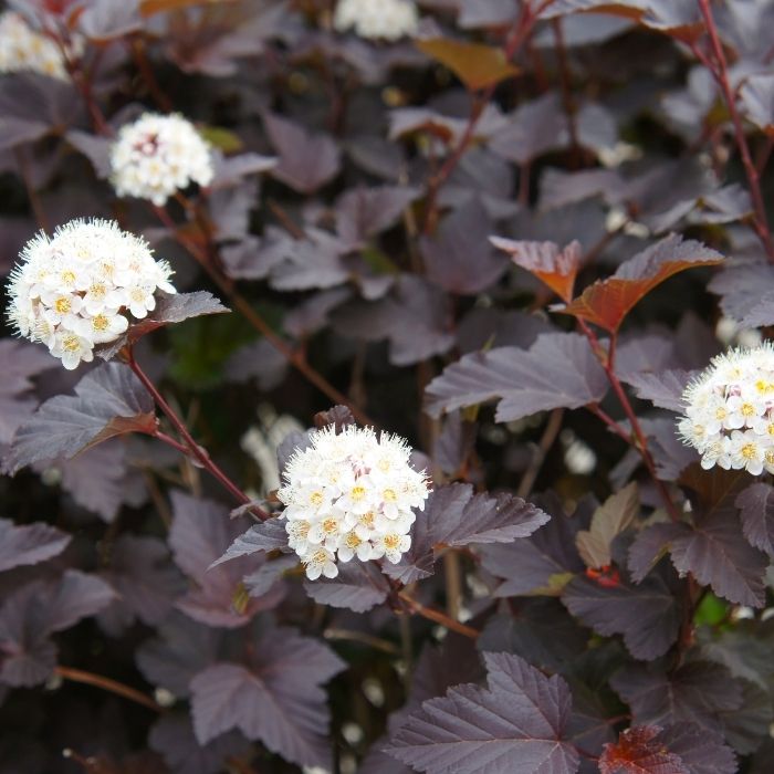 Diablo Ninebark planted as a native shrub accent in a mixed border