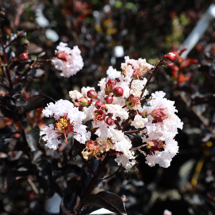 Pure white fluffy blooms of the Ebony Glow Crape Myrtle