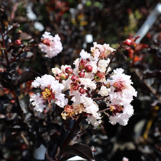 Pure white fluffy blooms of the Ebony Glow Crape Myrtle