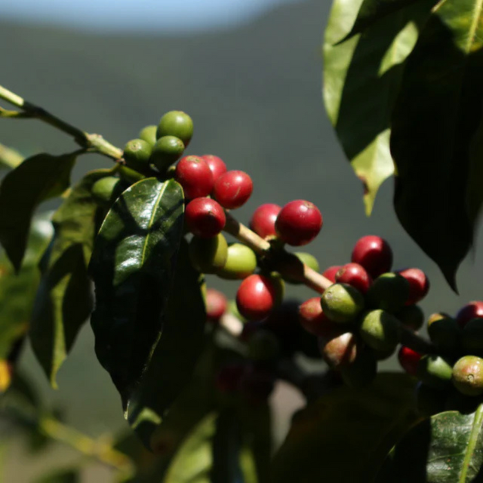 Equal Exchange Organic Dark City Roast Coffee Beans