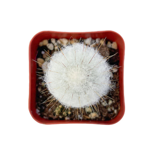 Espostoopsis Dybowskii