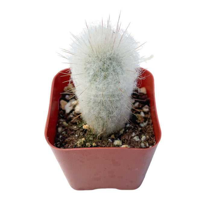 Espostoopsis Dybowskii